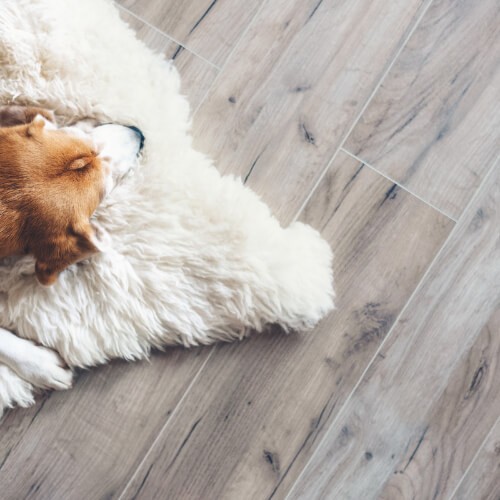 Dog on carpet | Discount Carpet Warehouse